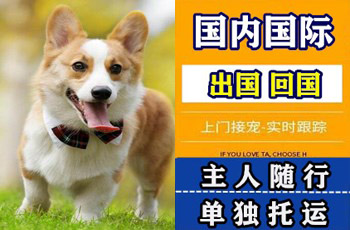 桃园市宠物托运公司桃园市宠物托运公司桃园市宠物托运公司