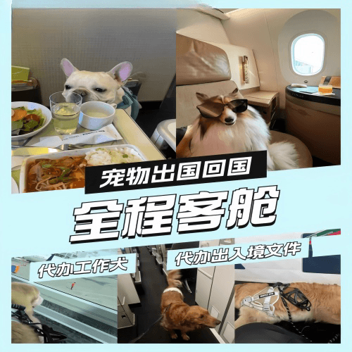 桃园市宠物托运到白俄罗斯宠物入境规定和要求