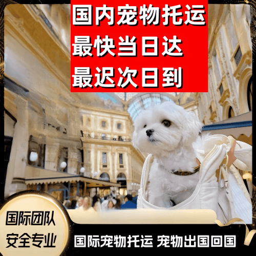 桃园市到澳大利亚（澳洲）宠物入境规定和要求
